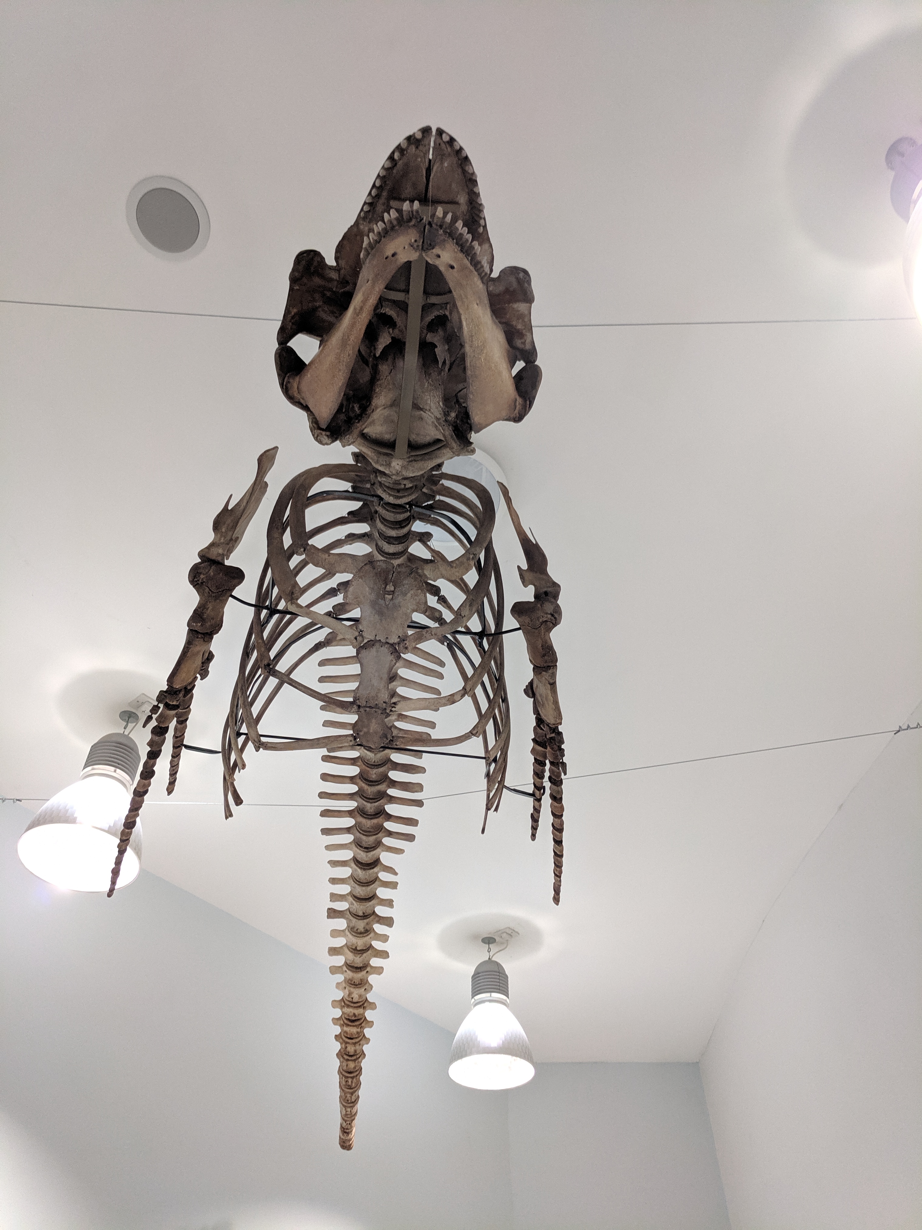 The skeleton of a long-finned pilot whale on display at Leeds City Museum