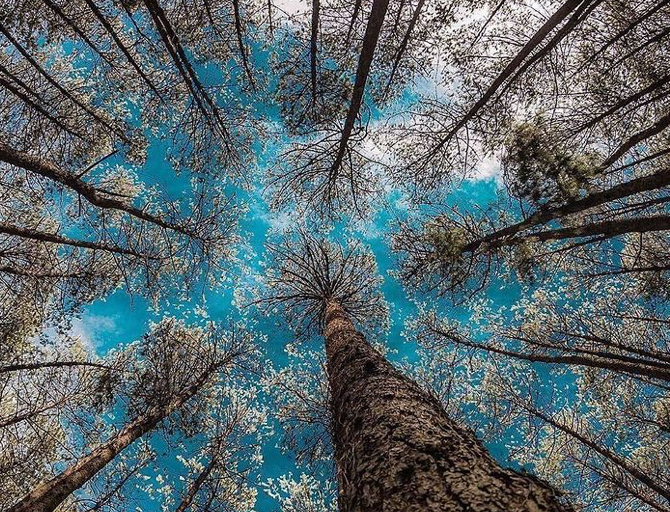 ‘Perspective of a Temperate Forest of   the Sierra Norte of the State of Puebla’